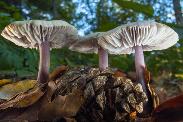 mushrooms in the forest © Yasin