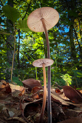 mushroom in the forest © Yasin