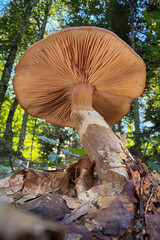 mushroom in the forest © Yasin