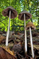 mushrooms in the forest © Yasin
