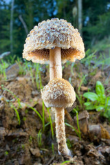mushroom in the forest © Yasin