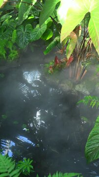 A humid tropical habitat in which characteristic representatives of the flora are clearly visible, including plants of the genera Alocasia and Nephrolepis.