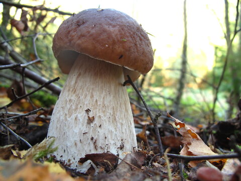 mushrooms in the forest