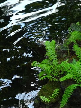 Fern of the genus Asplenium (spleenwort), possibly maidenhair spleenwort (Asplenium trichomanes) or a closely related species