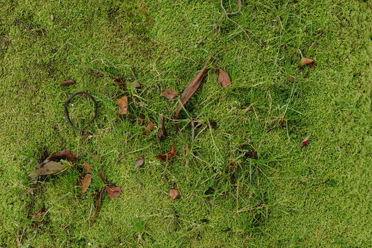 Overhead view of vibrant green moss and grass interspersed with fallen brown leaves and a small rusted metal ring