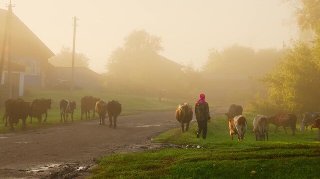 Golden light blankets misty morning countryside. Lone figure leads cattle along a quiet dirt road. Cows graze and wander past simple wooden houses. Soft dawn glow enhances peaceful rural atmosphere