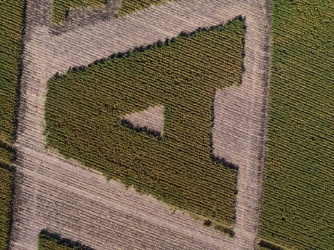 Aerial view of geometric crop patterns in a cultivated field in Caledon, Western Cape, South Africa.