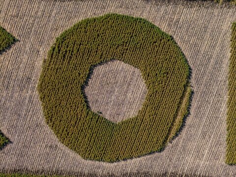 Aerial view of a geometric crop pattern in a field with circular and octagonal shapes surrounded by harvested land in Caledon, Western Cape, South Africa.
