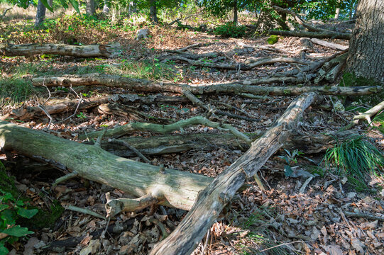 Fallen deadwood branches and tree trunks lying on forest floor covered in dry leaves