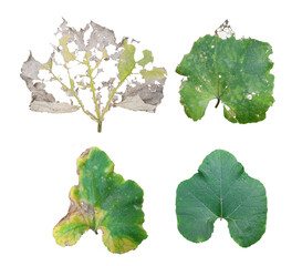 Collection of four green and dry pumpkin leaves isolated on transparent background © Jus