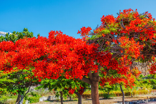 Close-up view of royal poinciana tree blooming against background of clear sky in Gran Canaria. Spain.