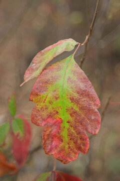 Pacific Poison Oak Leaf Displaying Red Green and Orange Autumn Colors in Nature