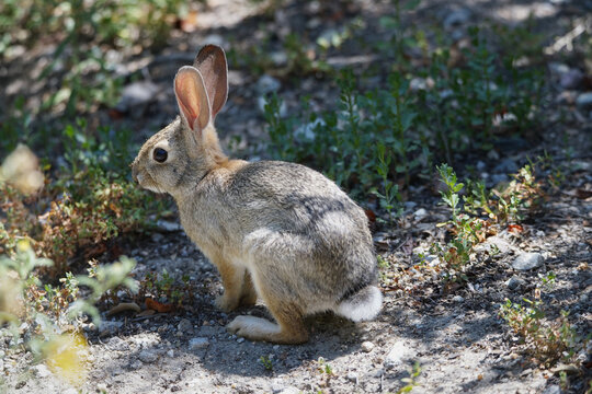Desert Cottontail Rabbit Resting on Woodland Floor in Natural Habitat
