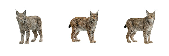 Lynx Poses Set Isolated on White Background Standing Wild Cat with Tufted Ears Animal Stock Photo © Khan