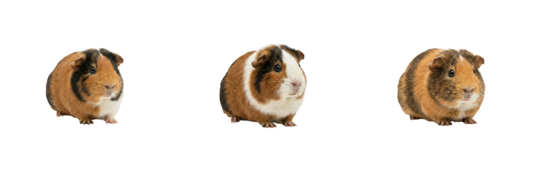 Guinea Pig Poses Set Isolated on White Background Sitting Fluffy Cavy Domestic Rodent Stock Photo