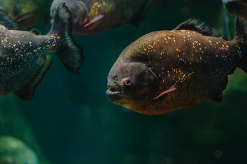 Close-up view of dark fish with golden specks swimming underwater in aquarium or natural habitat © liubovsolo