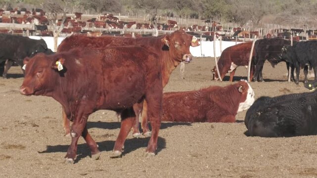 Brown and black cattle grazing and resting in feedlot corral