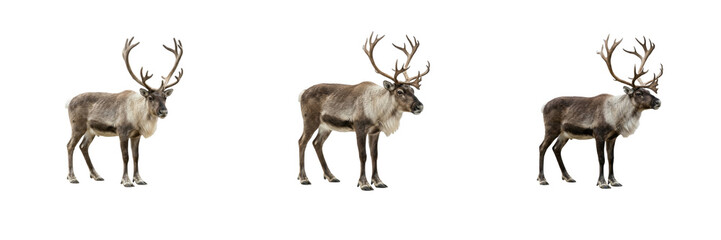 Reindeer Poses Set Isolated on White Background Standing Caribou Antlers Wild Animal Stock Photo © Khan