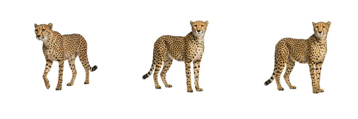 African Cheetah Poses Set Isolated on White Background Standing and Walking Big Cat Stock Photo © Khan