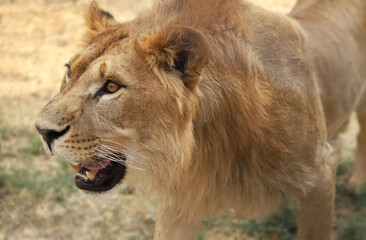 Close-up of a young male lion with a short light mane and intense gaze © Dav_782