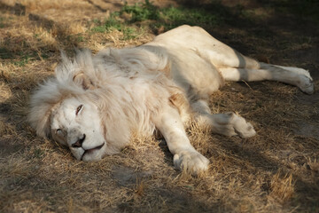 Close-up of a South African white lion in the wild in soft natural light © Dav_782