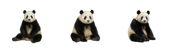 Giant Panda Poses Set Isolated on White Background Sitting Panda Bear Wild Animal Stock Photo © Khan