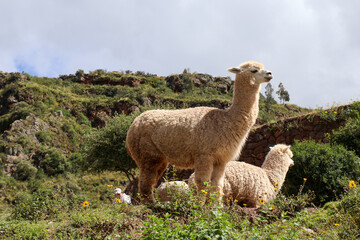 llama in peru © Mike