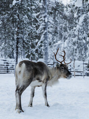 Reindeer with big antlers standing on snow in winter forest © Krafla