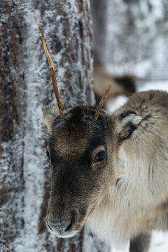 Close-up portrait of a young reindeer in winter forest