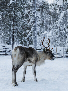 Reindeer with big antlers standing on snow in winter forest