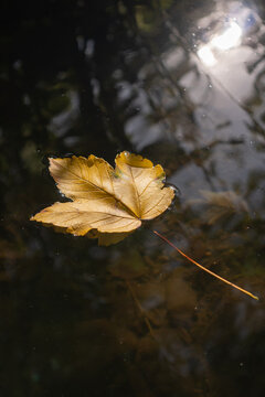 Close up of yellow autumn leaf floating on dark pond water surface. Vertical moody nature background with a single golden sycamore maple leaf, visible texturized stem and soft sun reflection.
