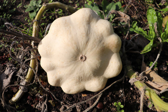 Ripe white pattypan squash growing in a garden bed