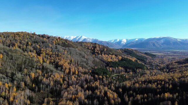 Aerial drone footage of an autumn mountain valley covered with mixed forest displaying golden yellow, brown, and dark green foliage. Rolling mountain slopes, dense woodland, and patches of bare vegeta