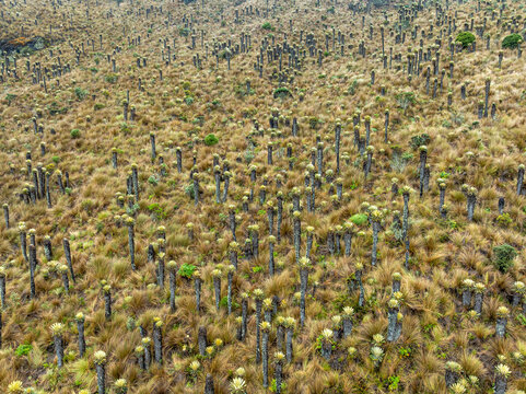 Aerial view of the Nevado del Ruiz paramo, featuring a dense field of Espeletia frailejones growing in the high-altitude Andean ecosystem in Villamaria, Caldas, Colombia.