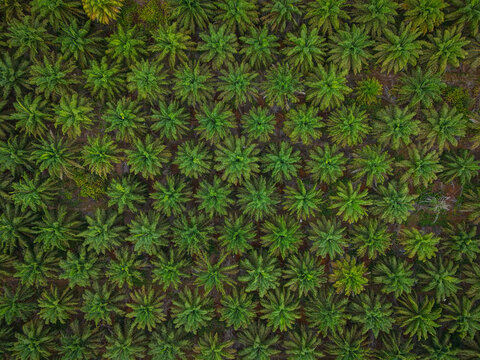 Aerial view of a vast palm oil plantation with rows of green palm trees in Indonesia.