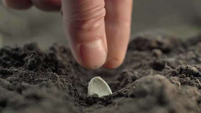 Hand planting a seed in dark soil, placing it into a shallow furrow as fingers release it, close view of early gardening and plant growth preparation outdoors