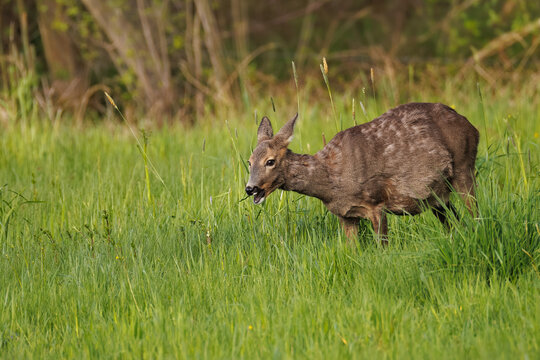 Hochschwangere Ricke frisst frisches Gras im Naturpark Steinhuder Meer