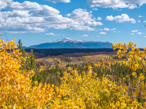 Aerial view of vibrant yellow fall colors in the aspen forests with evergreen trees and a snow-capped pikes peak mountain peak under a blue sky in Colorado, United States.