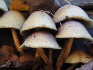 mushrooms in the forest © hannah