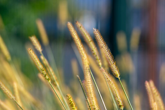 Golden yellow foxtail grass Setaria pumila spikes backlit by sunlight
