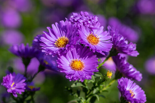 Purple flowers of Symphyotrichum novi-belgii blooming in a sunny autumn garden, providing vibrant late-season color