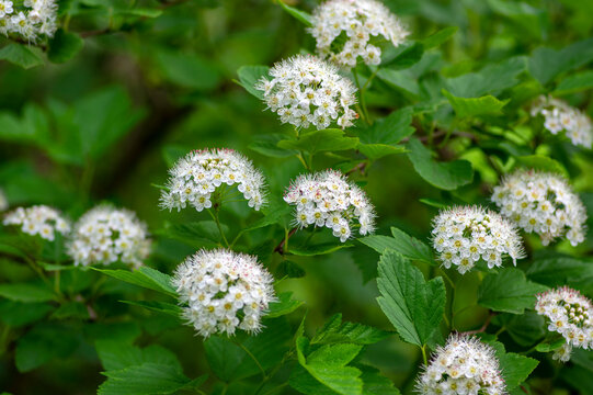 White flower clusters of Common Ninebark blooming on Physocarpus opulifolius shrub in spring garden with fresh green foliage