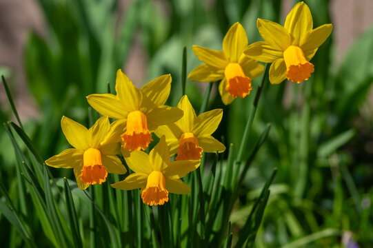Blooming yellow dwarf daffodils Narcissus with orange cup in spring garden
