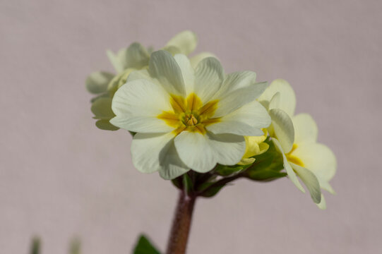 Cowslip primrose Primula veris delicate spring flowers with pale yellow petals in natural light