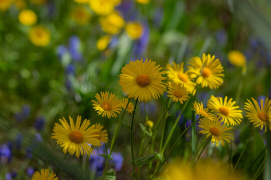 Yellow Leopard's Bane Doronicum blooming in spring garden with blurred blue background