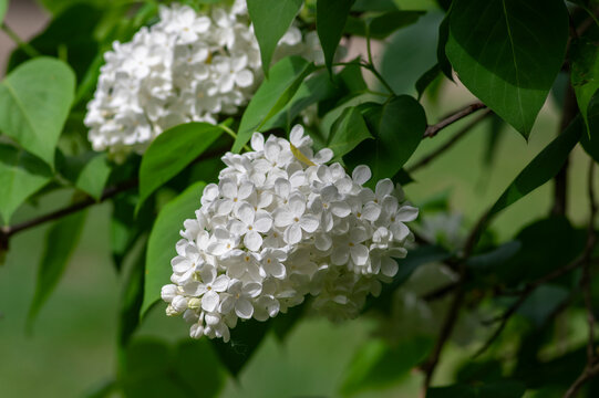 White lilac blossoms, Syringa vulgaris, blooming on branches in a springtime garden