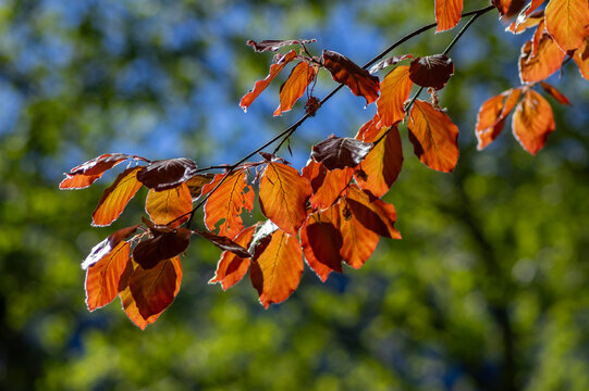 Sunlit copper beech leaves glowing in fresh spring colors against greenery and blue sky