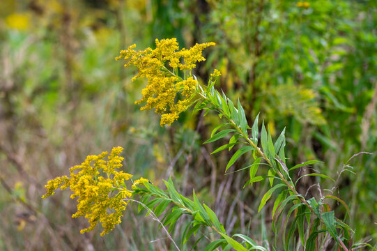 Solidago gigantea giant goldenrod blooming with bright yellow flowers in late summer