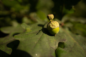 macro close-up of a single green acorn with textured cupule resting on an oak leaf, warm dappled sunlight and shallow depth of field with soft bokeh, creating an intimate earthy woodland mood © Yaraslava