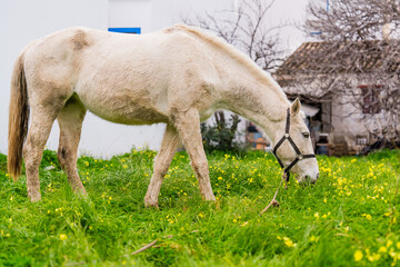 White horse grazing in spring meadow © Hanna Tor
